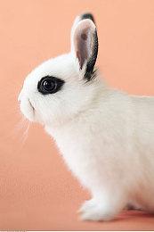 10月游戏版号：《明日方舟》PC端过审、《幻塔》新增PS5版